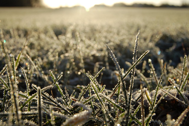 Frost in the grass