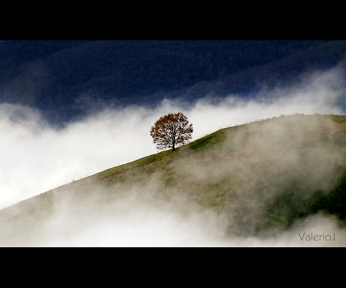 winter italy tree green fog clouds landscape quercus italia nuvole nebbia albero inverno paesaggio lonelytree montefiore roccapriora castelliromani roverella karmanominated