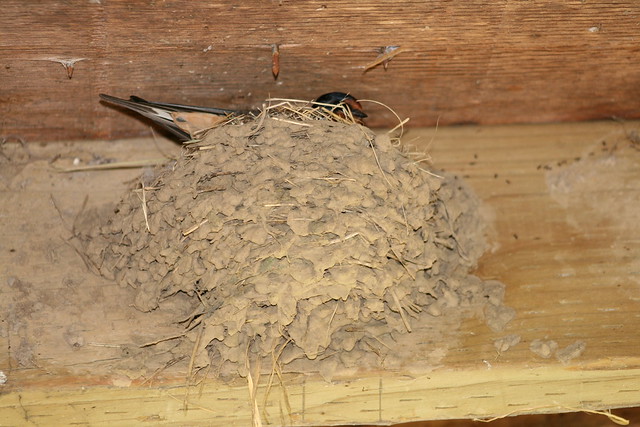 Barn Swallow in the Nest