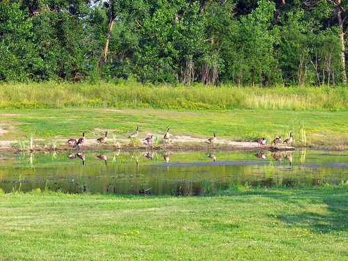 statepark bird birds duck wildlife ducks refuge bannermarsh