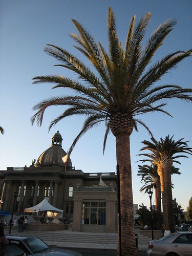redwood city, king palms IMG_5859