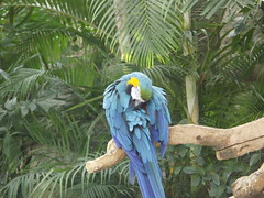 Blue-and-Yellow Macaw (in the Dome) - Photo of Saint-Ouen-sur-Iton
