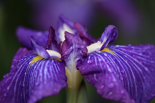 Iris ensata / 花菖蒲(ハナショウブ)