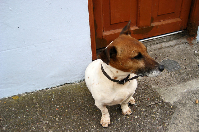 An exceedingly well trained pup waits patiently for his master in Dingle Town.
