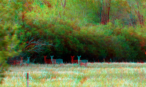 tree animal stereoscopic stereophoto 3d spring scenic anaglyph deer anaglyphs redcyan 3dimages 3dphoto 3dphotos 3dpictures stereopicture