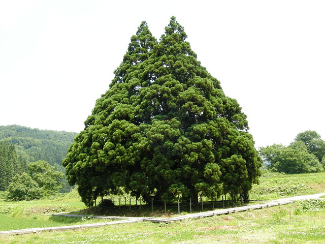 Tree of Totoro