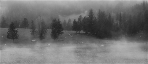 trees bw panorama mist lake snow primavera rain fog d70 infrared yellowstonenationalpark wyoming naturesfinest 5for2 aplusphoto life~asiseeit ilovemypics