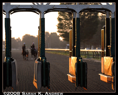light horse newyork sunrise gold warm saratoga racing thoroughbred thoroughbreds racehorses startinggate