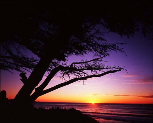 california sunset tree mamiya film beach silhouette backlight mediumformat geotagged pacificocean cypress pacificcoast carmelbythesea filmscan cypresstree spanishbay montereypeninsula mamiya7ii coth goldstaraward absolutelystunningscapes geo:lat=36555463 geo:lon=121929685