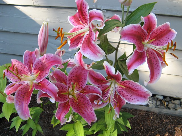 Starlight Express border lily | Flickr - Photo Sharing!