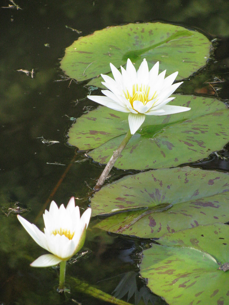 Water Lilies New Jersey Botanical Gardens Ringwood Nj
