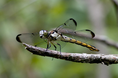 photocontesttnc08 thegreatswamp kh0831 dragonfly insect greatswamp swamp nj odonta