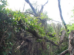 Pennington Park - climbing palms and spanish moss on oak