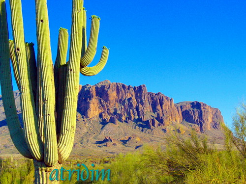 arizona cactus mountains cacti photo flickr desert apachetrail saguarocactus superstitionwilderness superstitionmountain tontonationalforest atridim