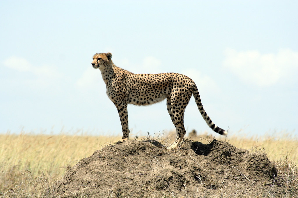 cheetah03