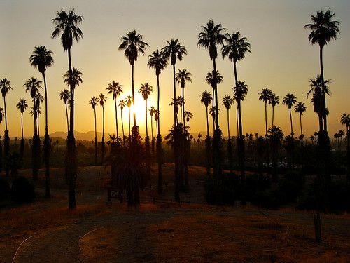 sunset palms dusk riversideca californiacitrusstatehistoricpark danorth1