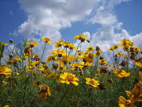 flowers sky flower nature beauty texas wildflower ineffable texassky top20texas qualitypixels