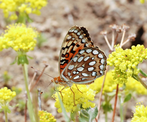 lava beds butterfly lavabedsbutterfly lavabeds robsantry callippefritillary speyeriacallippeelaine
