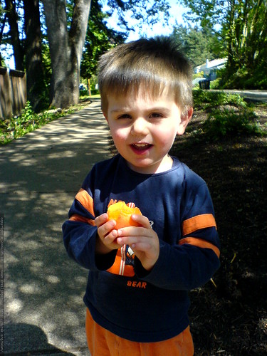 his first apricot   DSC02902