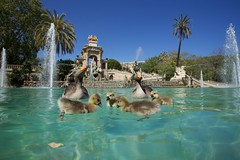Goslings at Parc de la Ciutadella