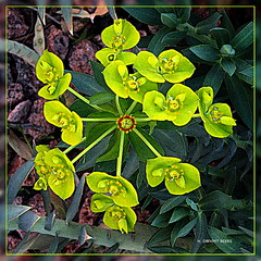 Euphorbia myrsinitis (gimpified)