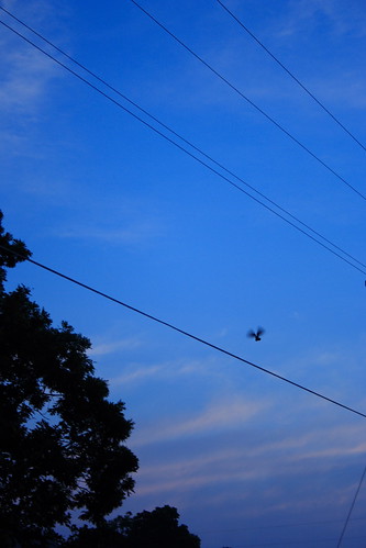morning blue sky sunrise dove flight powerlines mourningdove aloft