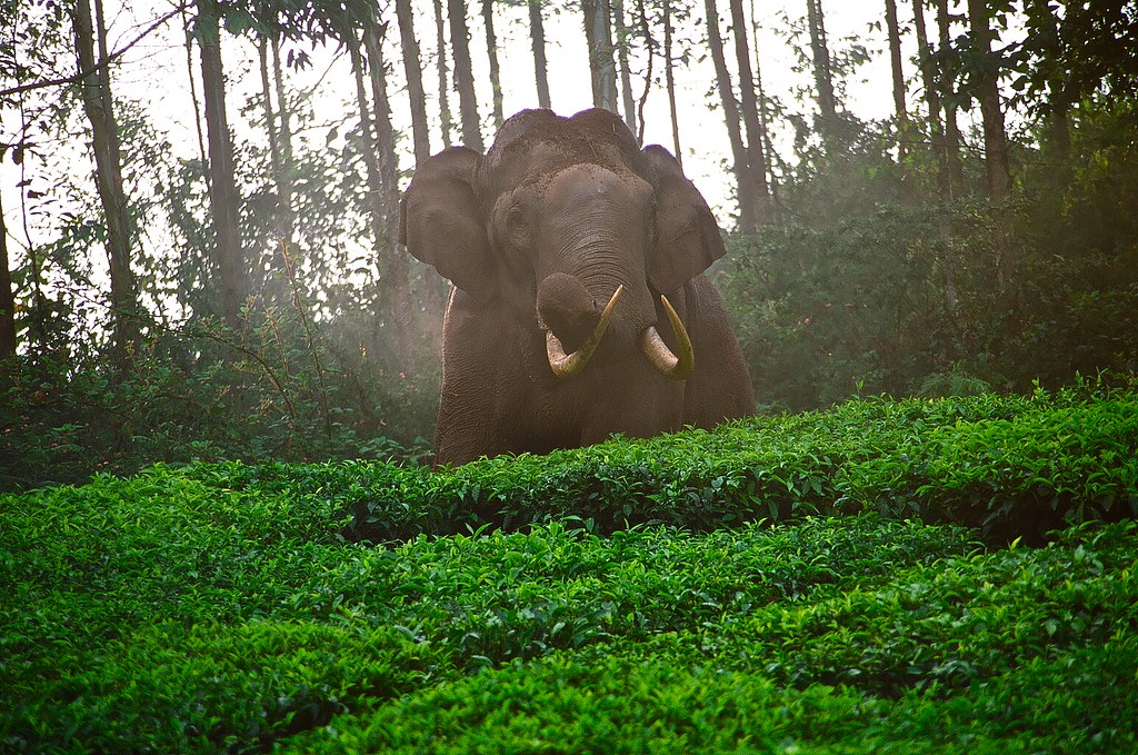 Elefantes salvajes India