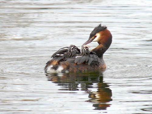 Grebe with chicks on Canada Water