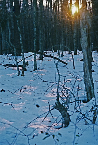 sunset sunny film forest trees snow day mountains favorites afternoon night nature woods botetourtcounty virginia dusk everything botetourt nosduhmj