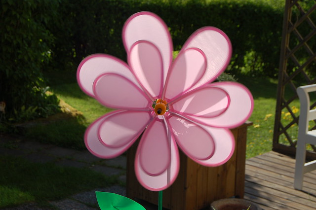 Pink windflower