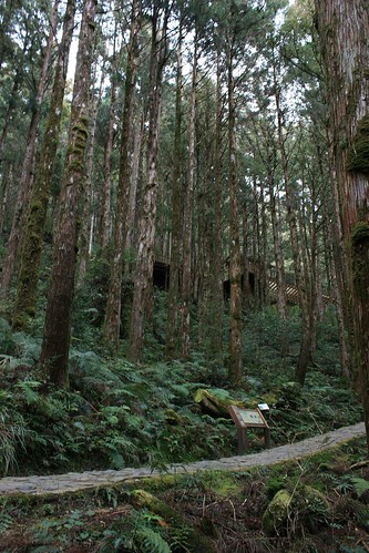 forest geotagged cypress ilan 太平山 geo:tool=yuancc 茂興 canoneoskissx2 geo:lat=24493518 geo:lon=121536117