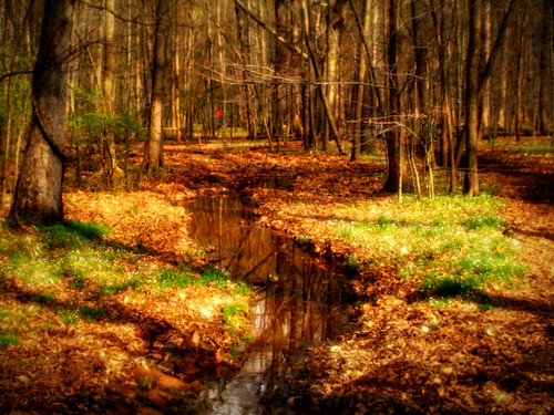 trees sunlight creek forest landscape virginia woods path va centreville bullrunpark chrysti hik enature