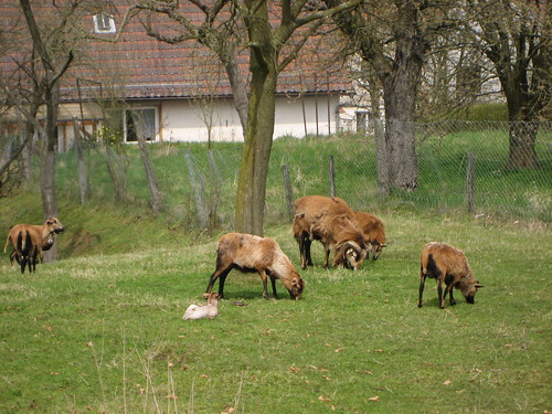 animal germany bayern deutschland bavaria dorf village tier schaf unterfranken bête rhöngrabfeld breitensee elanimal gemeindeherbstadt