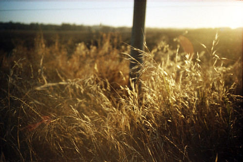 film field grass sunshine 35mm kodak olympus dirt sonomacounty xa portra plowed 400nc