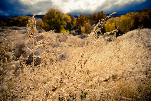 california autumn trees sky plants nature field clouds canoneos40d palletcreek