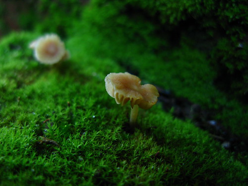 uk macro green nature moss sally fungi harlow essex
