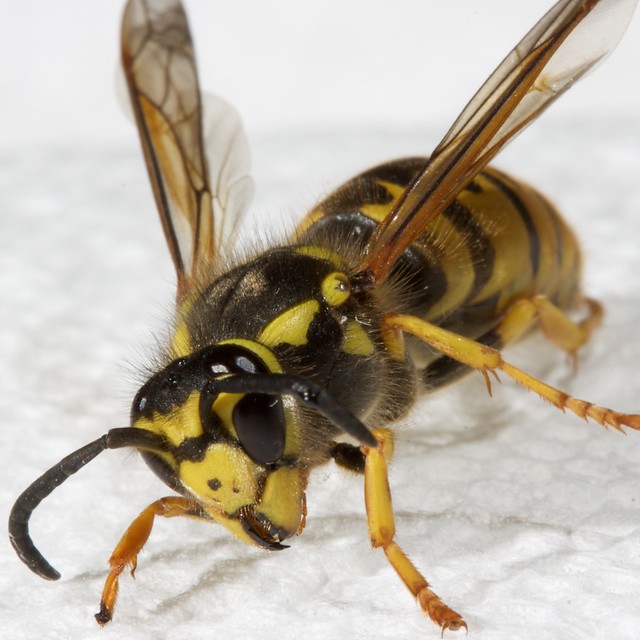 Top 90+ Images Pictures Of Bees Wasps And Hornets Full HD, 2k, 4k
