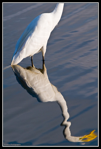 reflection bird texas unitedstates egret greategret thewoodlands lakewoodlands