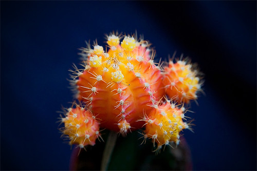 cactus orange plante catchycolors naturesfinest anawesomeshot colorphotoaward hugyourcacti cactisucculentsbulbplants natureselegantshots