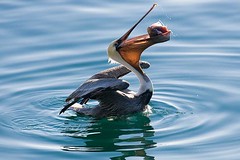 This Pelican had trouble eating this
