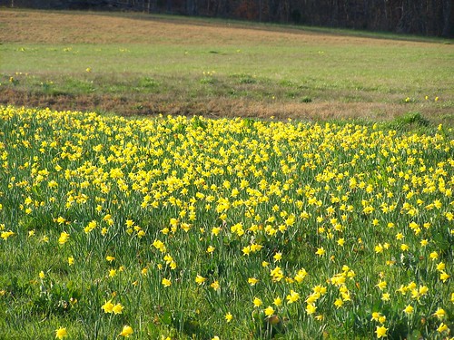 county flowers usa yellow nc daffodil stanly ncpedia