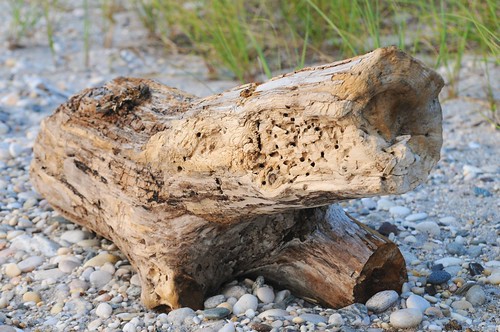 sea newyork beach seaside sand longisland driftwood imran drifter imrananwar