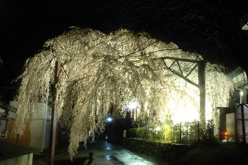 flower japan night cherry geotagged nikon view d70 blossoms drop 桜 日本 sakura mie taiki さくら 三重県 geo:lat=343015653 kashiwasaki geo:lon=1363955747 大紀町