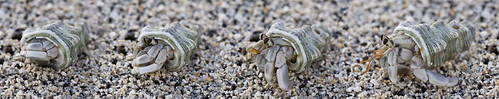 macro cute beach hermitcrab eyes sand legs shell camouflage rarotonga
