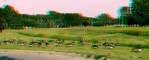 bird geese stereoscopic stereophoto 3d spring anaglyph anaglyphs redcyan 3dimages 3dphoto 3dphotos 3dpictures stereopicture