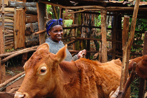 Mrs Kivuti and Cow
