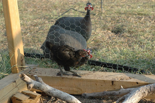 bird chicken guinea rooster coop fowl hen guineafowl