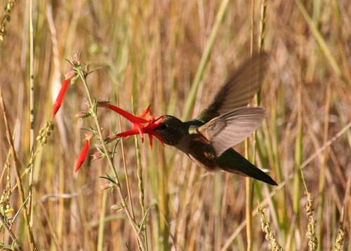red summer flower nature fauna flora colorado rubythroated stillshot humingbird southfork mygearandme mygearandmepremium mygearandmebronze mygearandmesilver