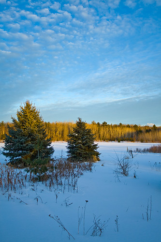trees winter snow pine wisconsin january treeline wi 2009 doorcounty chanticleerguesthouse