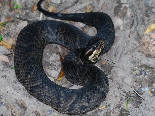 Flickriver: Photoset 'Western Cottonmouth Snakes' by David Sledge